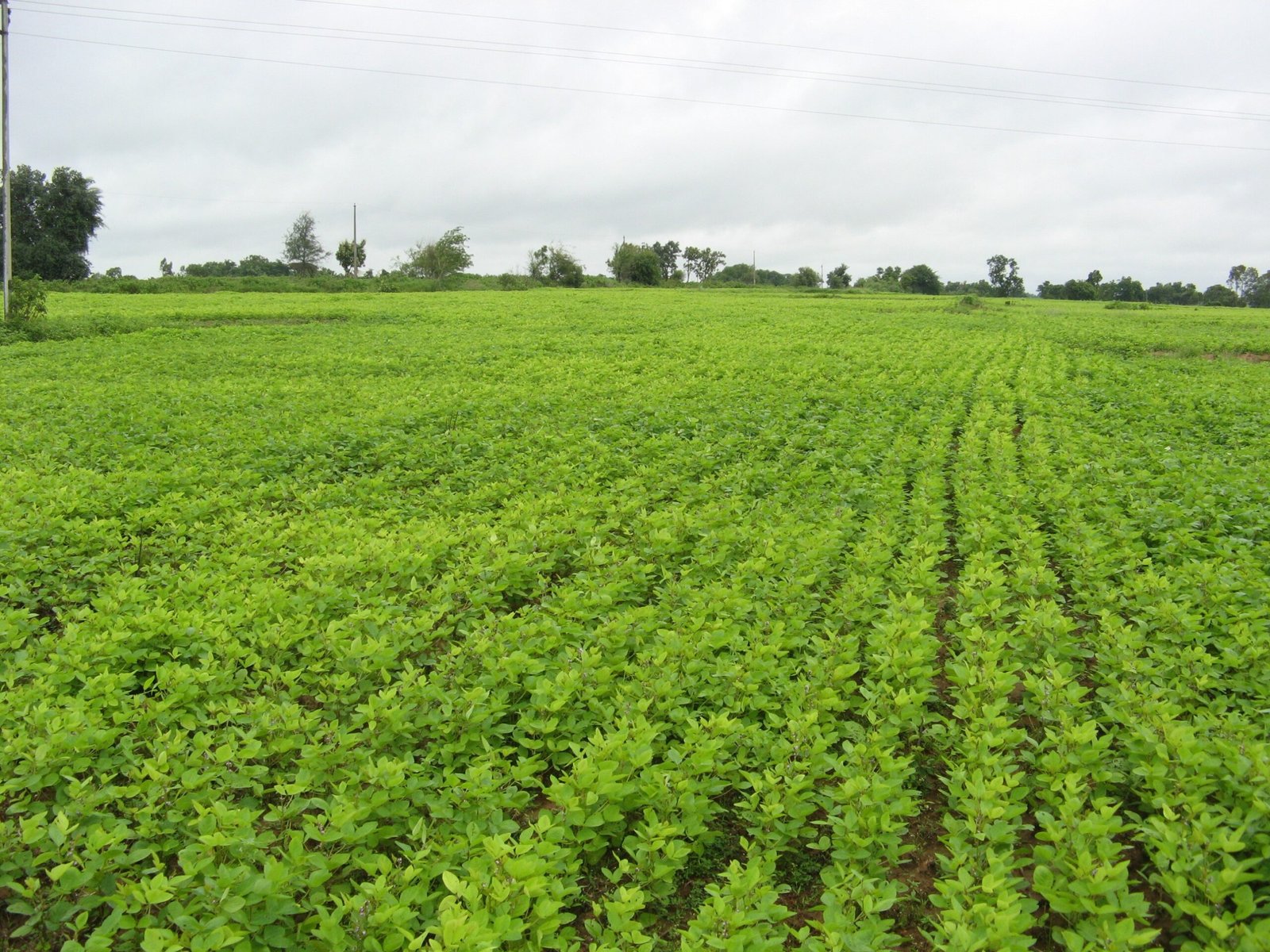 Soybean