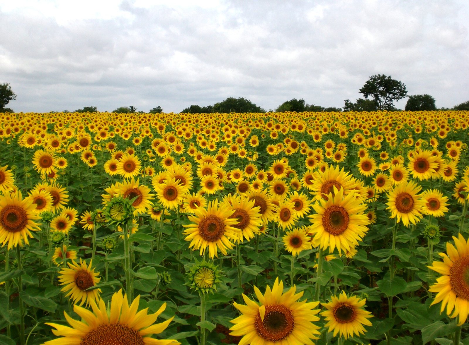 Sunflower_Field_near_Raichur,_India