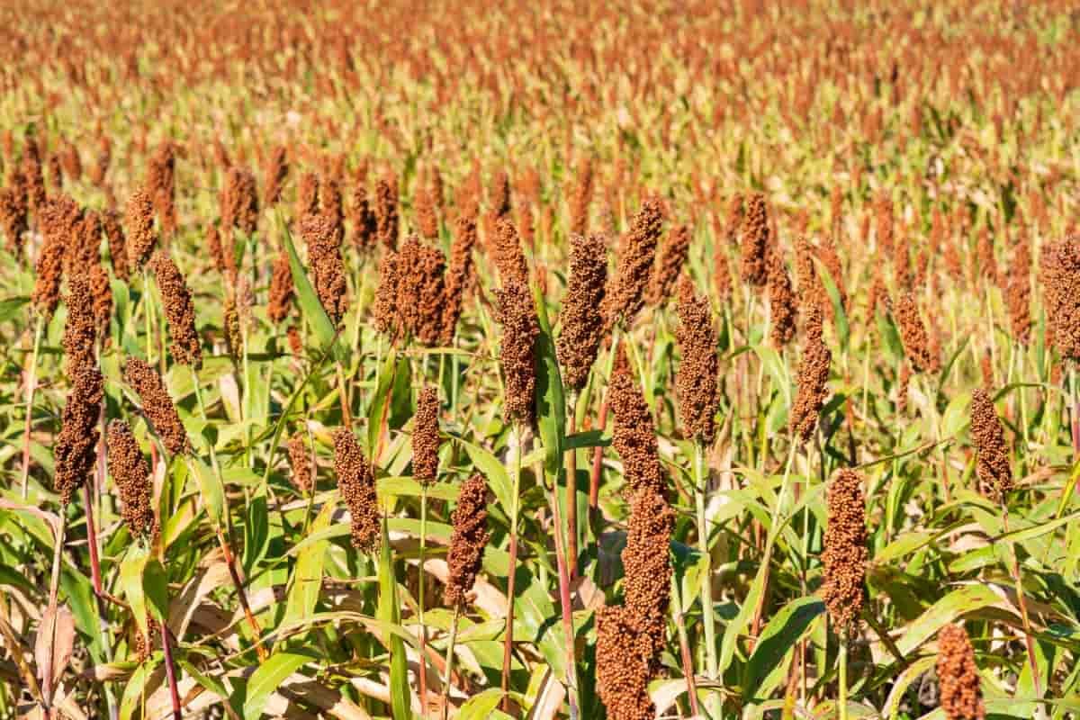 Ultimate-Guide-to-Jowar-SorghumFarming-1