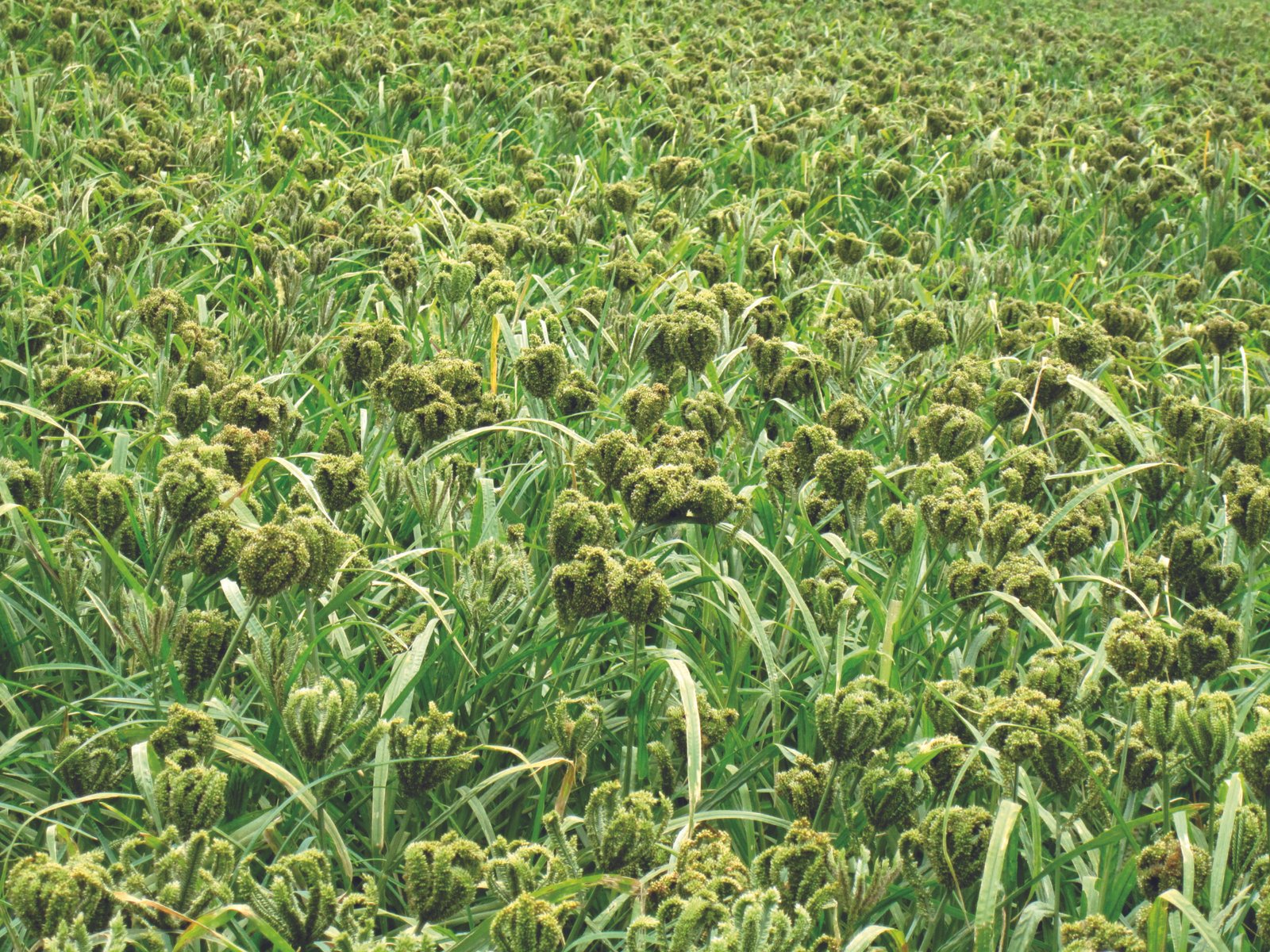 VAKULA RAGI VARIETY